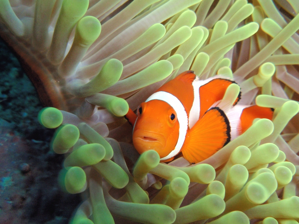 Diving Shop SEVEN7_179