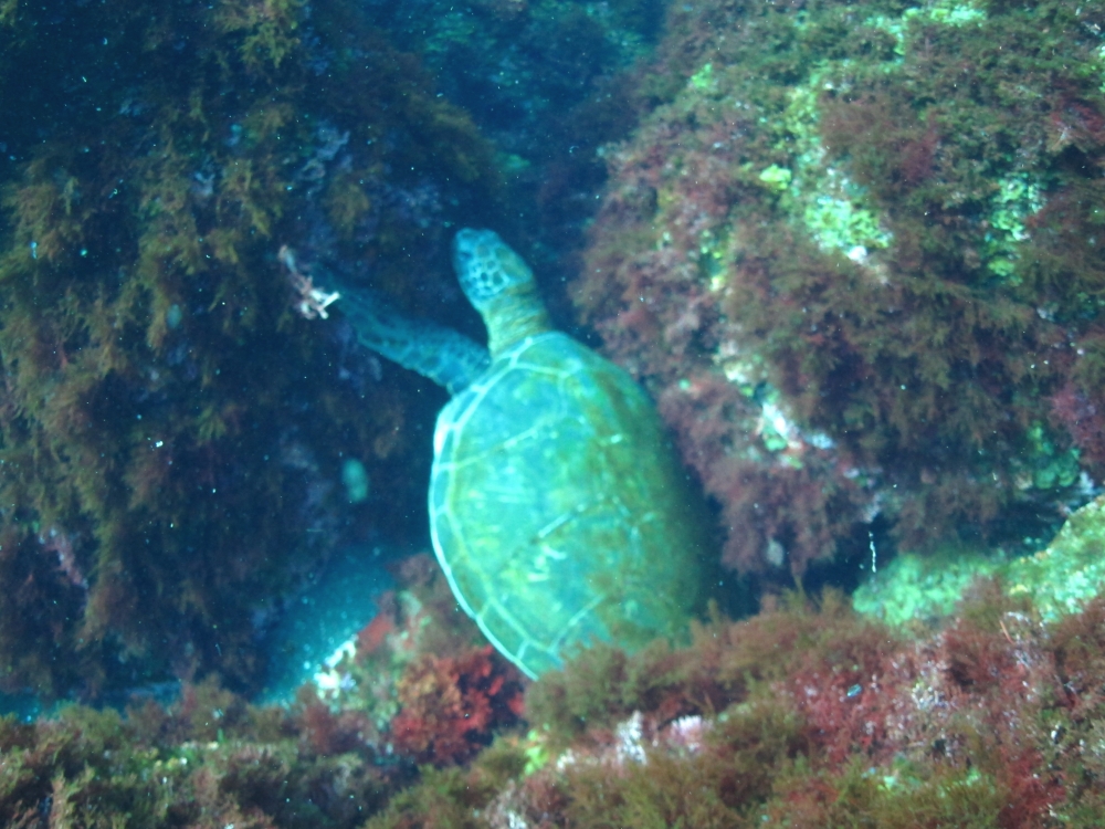 Diving Shop SEVEN7_178