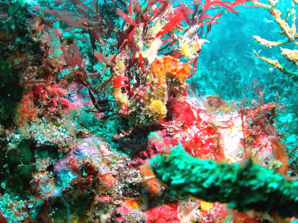 Diving Shop SEVEN7_166