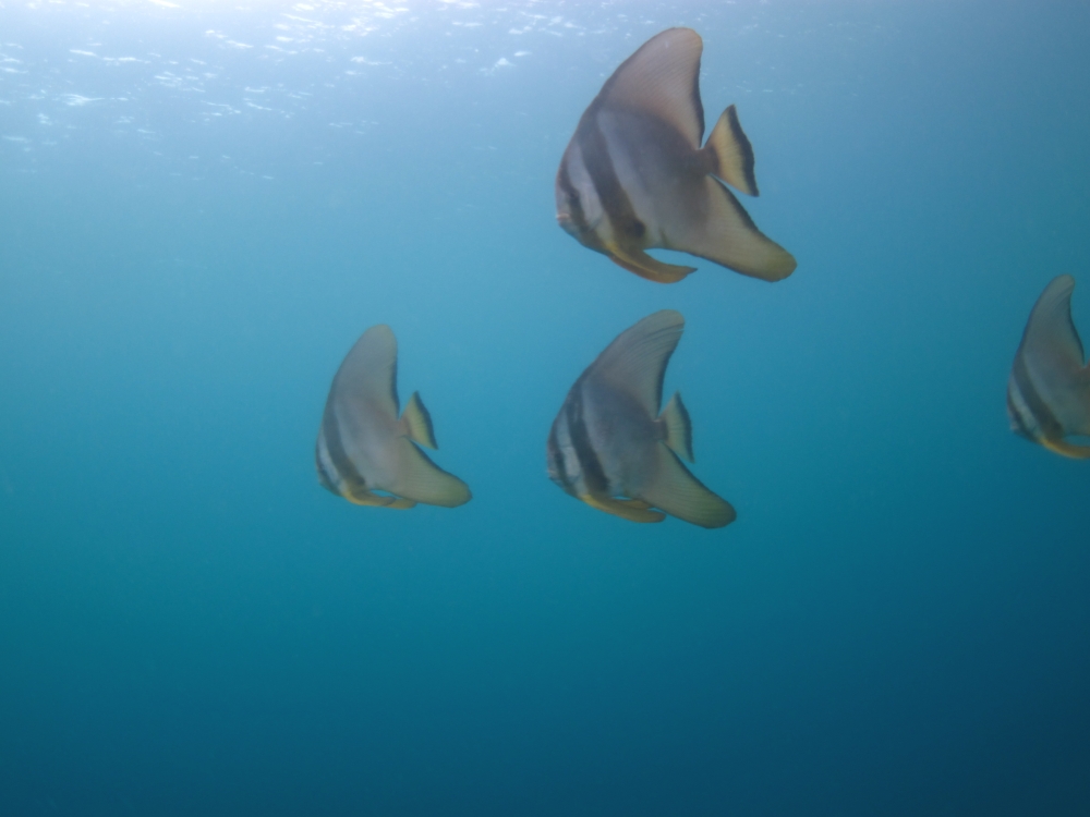 Diving Shop SEVEN7_160