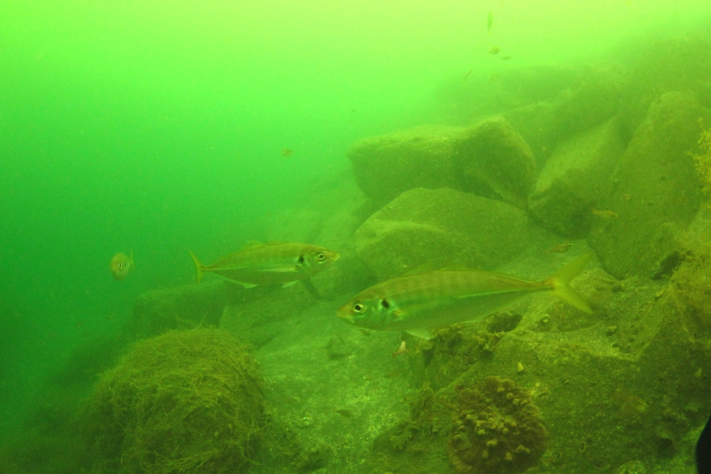 Diving Shop SEVEN7_156