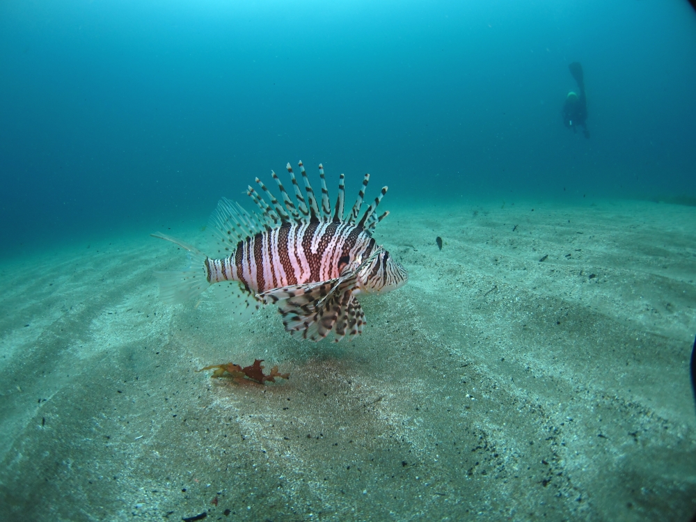 Diving Shop SEVEN7_91