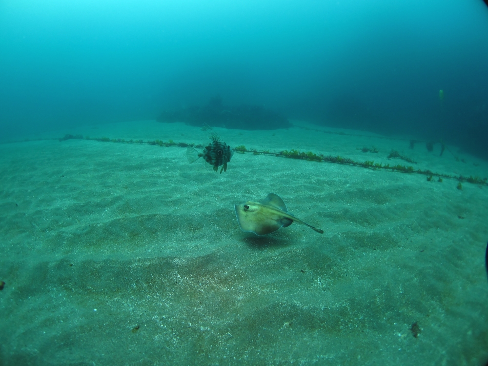 Diving Shop SEVEN7_90