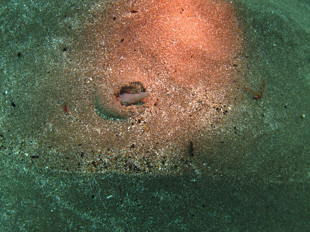 Diving Shop SEVEN7_89