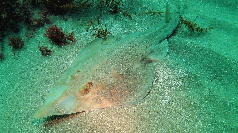 Diving Shop SEVEN7_74