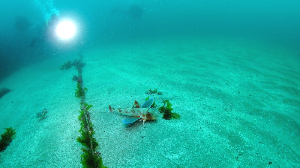 Diving Shop SEVEN7_68