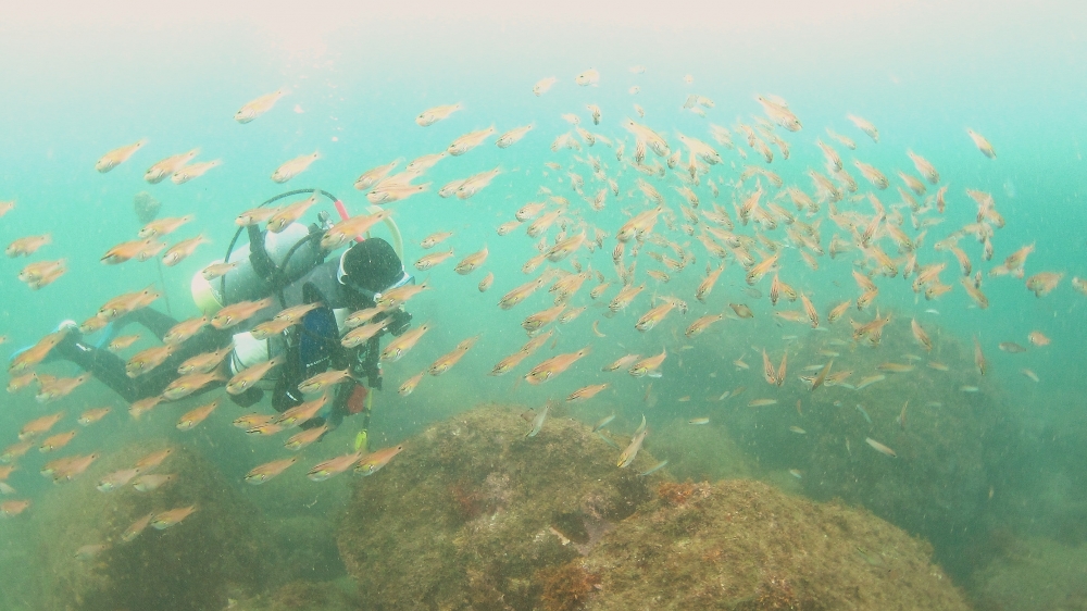 Diving Shop SEVEN7_64