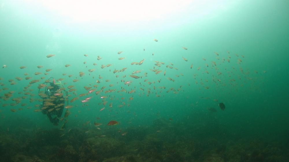 Diving Shop SEVEN7_62