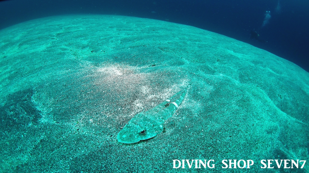 Diving Shop SEVEN7_56