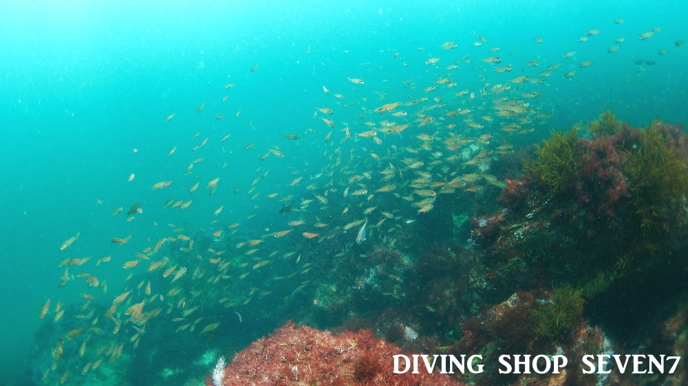 Diving Shop SEVEN7_54