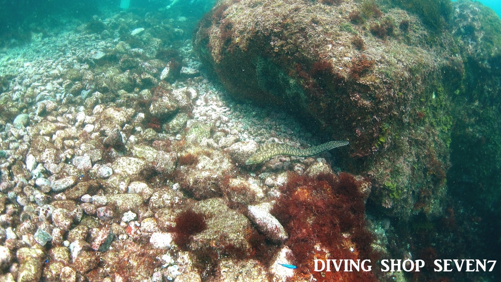 Diving Shop SEVEN7_53