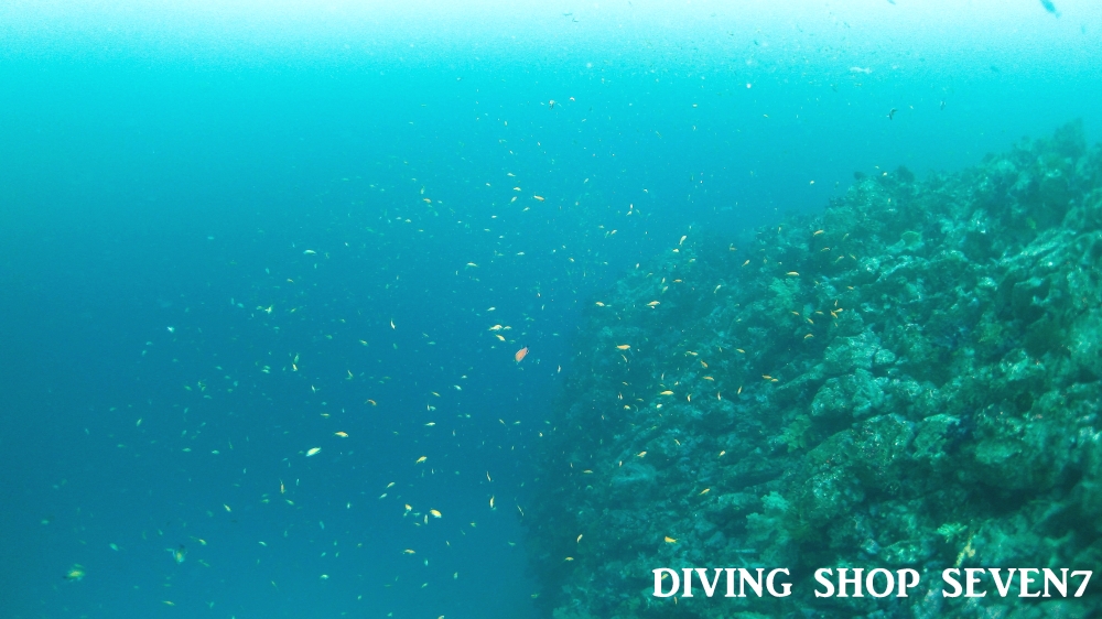Diving Shop SEVEN7_52