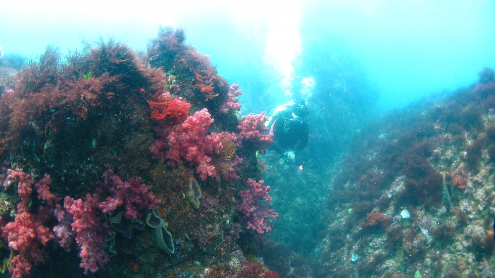 Diving Shop SEVEN7_29