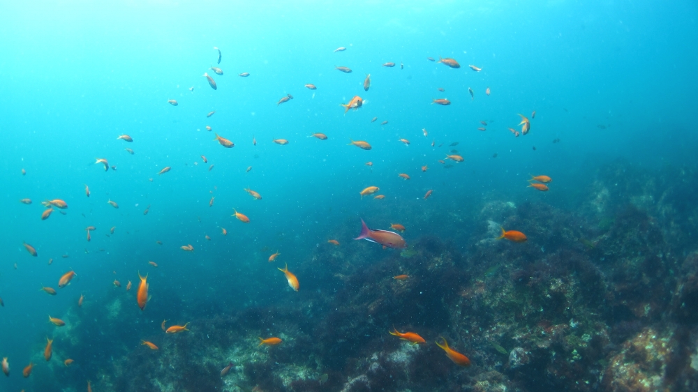 Diving Shop SEVEN7_18