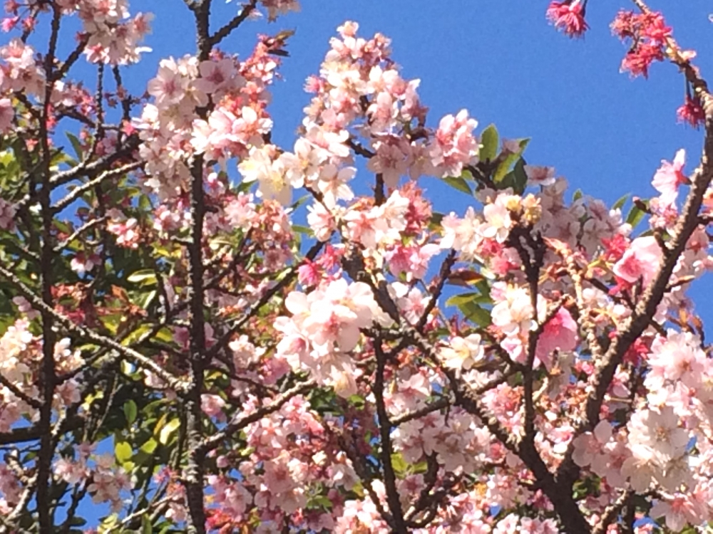 Diving Shop SEVEN7_14