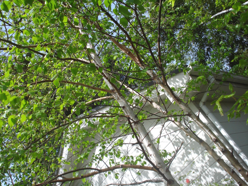 森の音楽教室_1