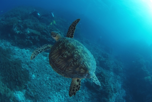 キューピッド　ダイビングスクール　大宮店_4