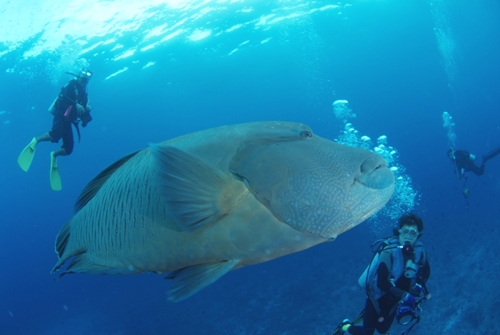 キューピッド　ダイビングスクール　大宮店_3