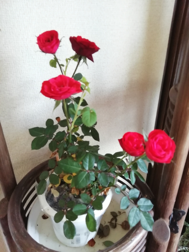 Private Lesson Kikuchi 