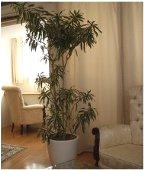 アロマ・天使・霊気教室 ソウルマジック 小山,銀座 _1