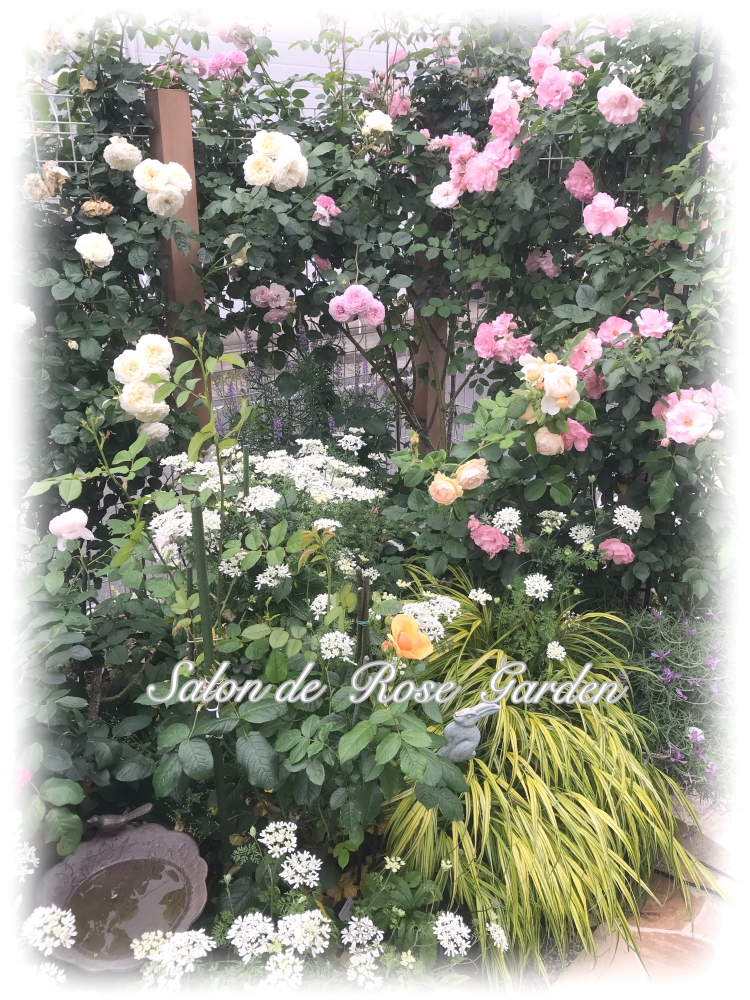 Salon de Rose Garden_4
