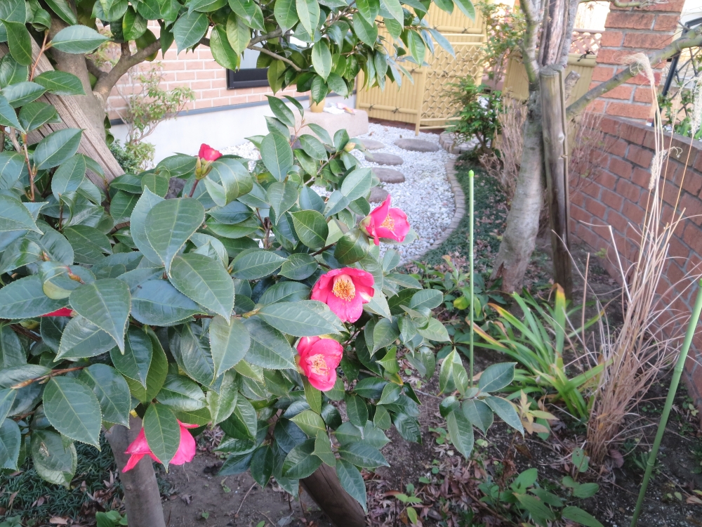 千木良茶道教室_37