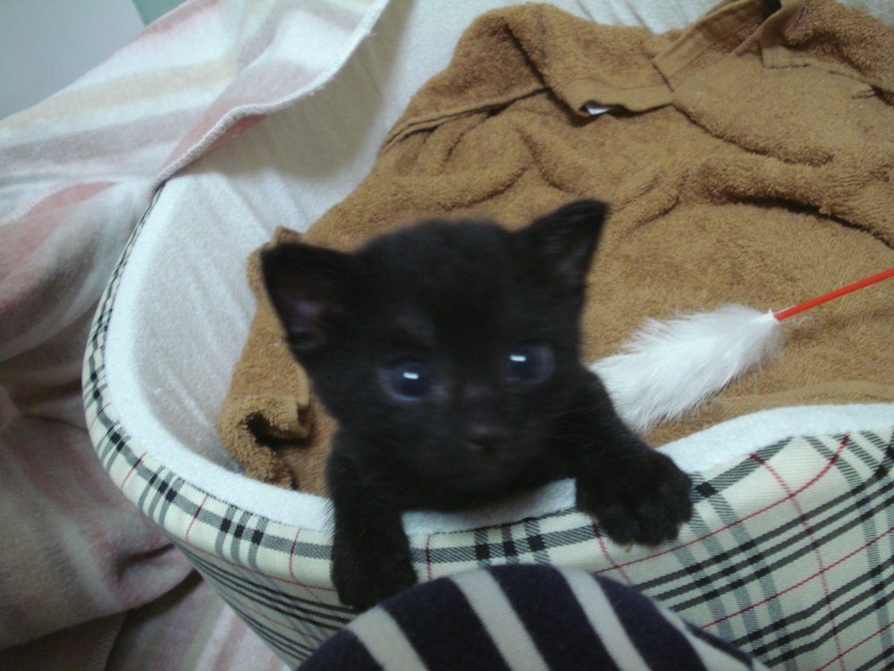 千木良茶道教室_32