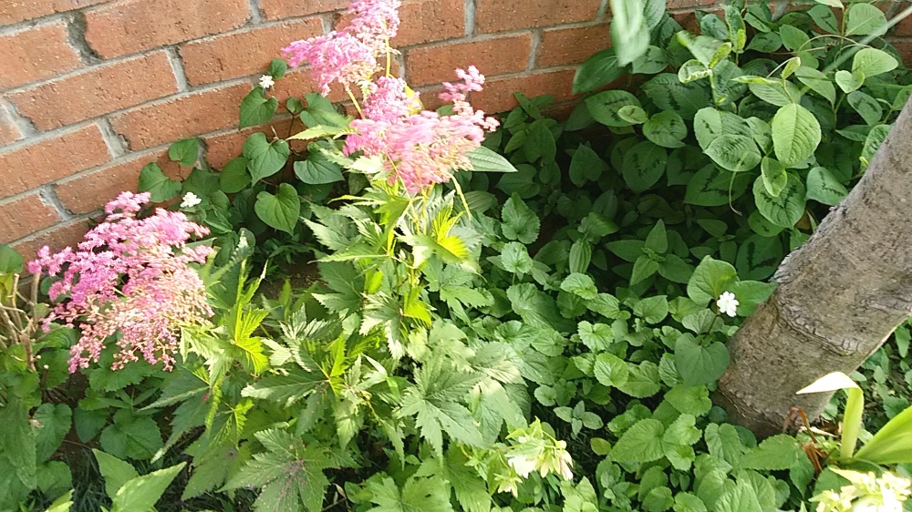 千木良茶道教室_29