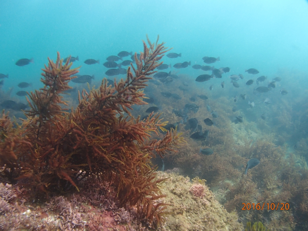 ダイビングスクールビックフィン_1