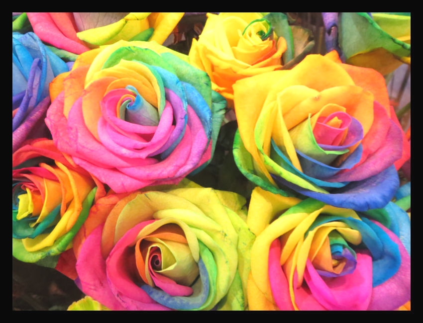 ＲａｉｎｂｏｗＦｌｏｗｅｒＦｌｏｒｅ_3