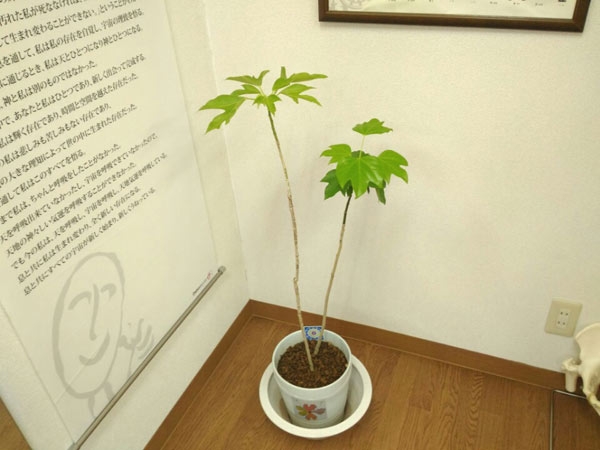 イルチブレインヨガ岡崎スタジオ_1