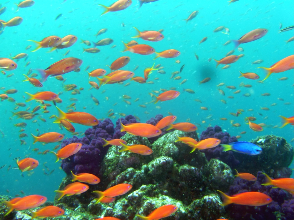 ファンキーダイビングワールドポパイズハウス_16