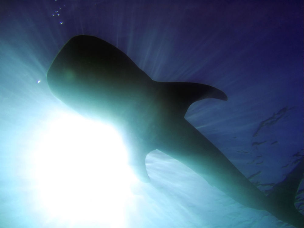 ファンキーダイビングワールドポパイズハウス_30