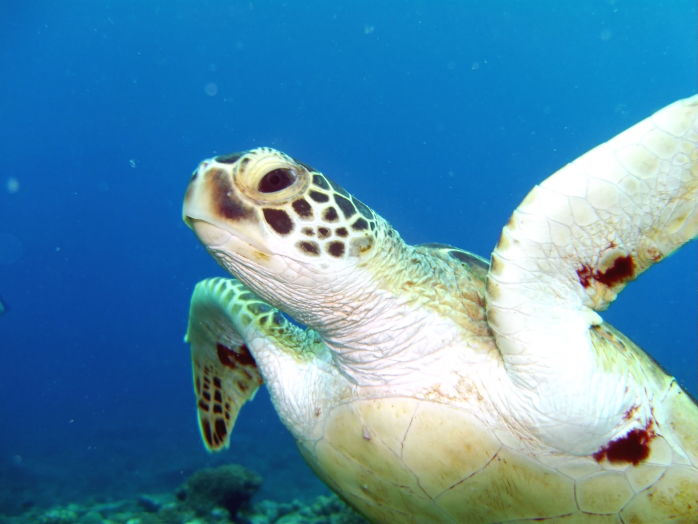 ファンキーダイビングワールドポパイズハウス_29