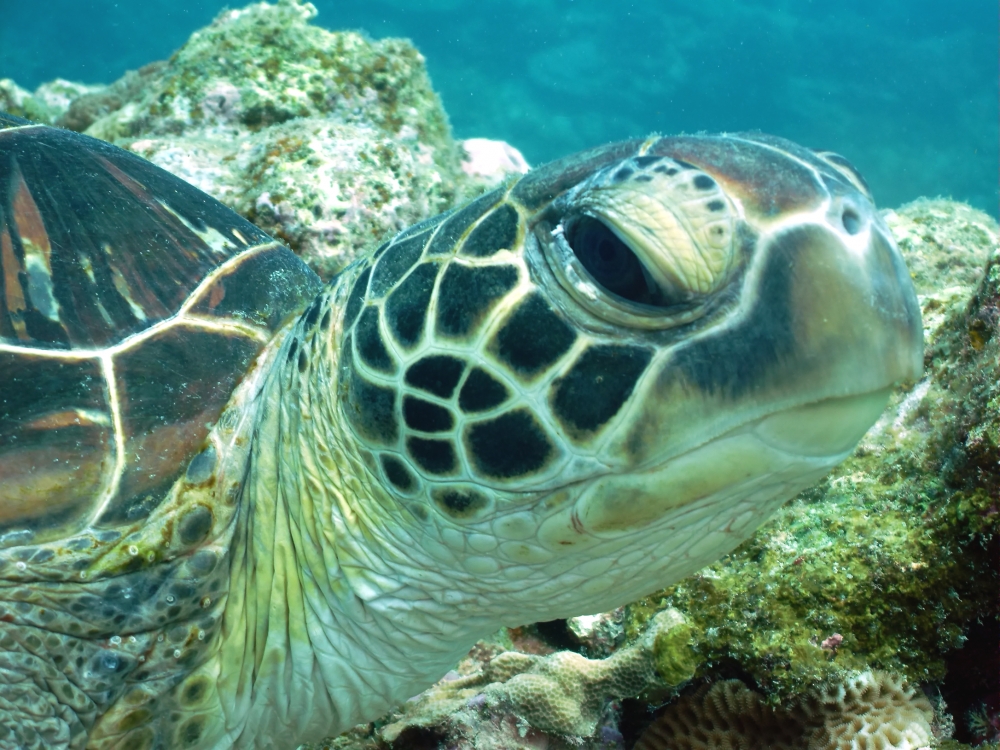 ファンキーダイビングワールドポパイズハウス_28