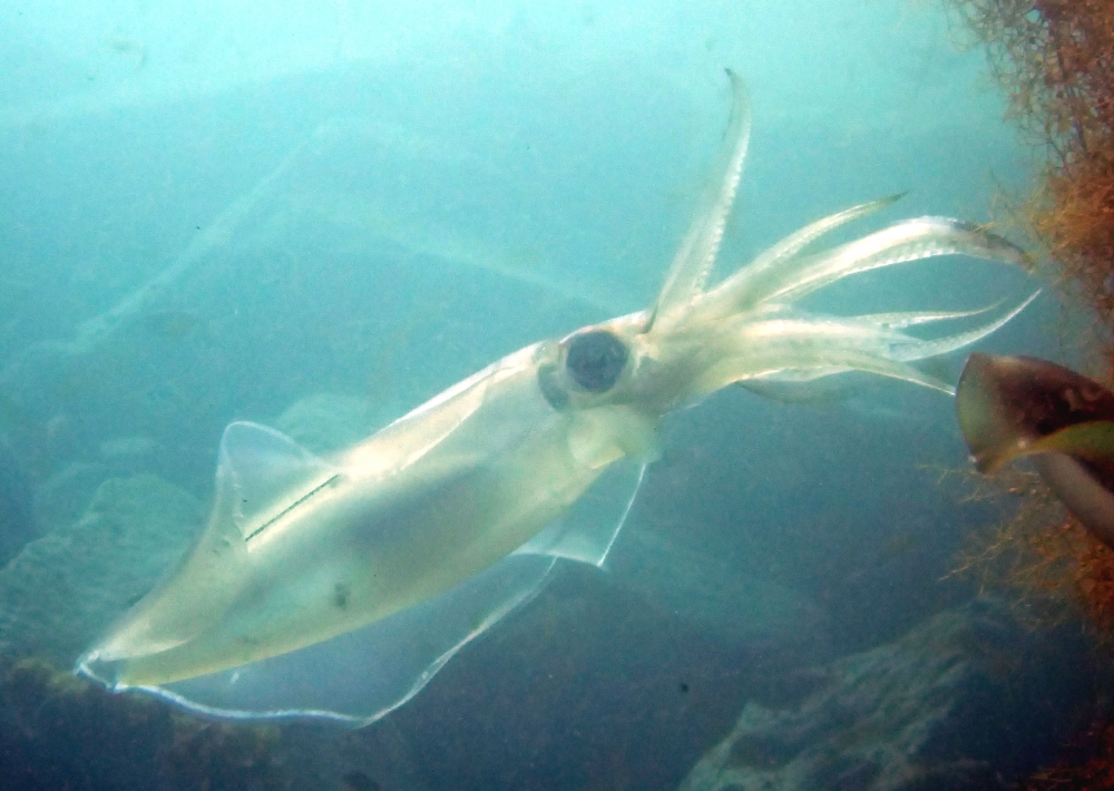 ファンキーダイビングワールドポパイズハウス_20