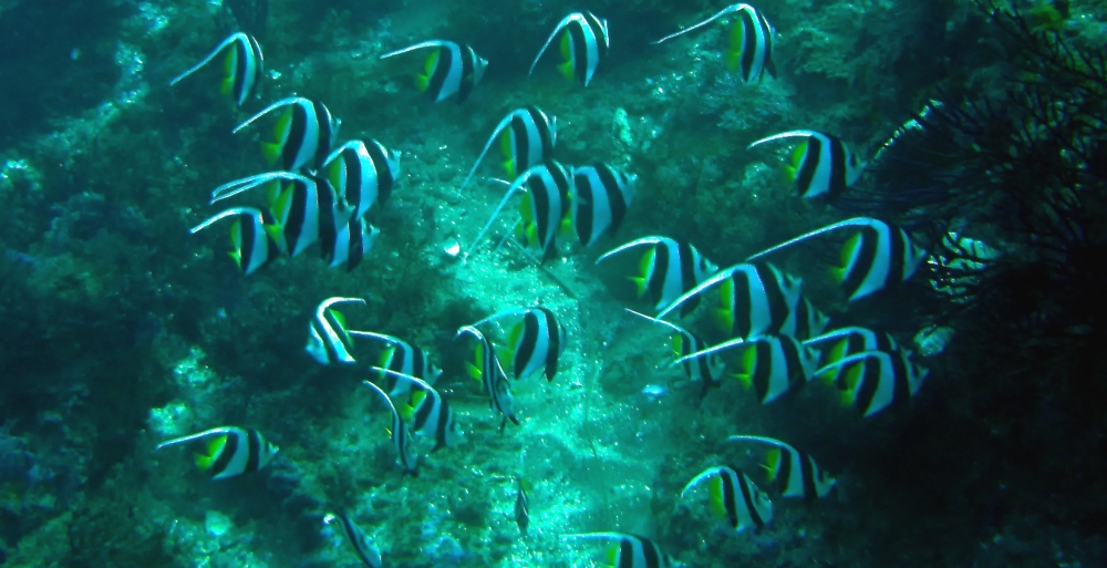 ファンキーダイビングワールドポパイズハウス_17