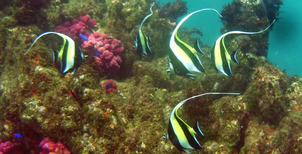 ファンキーダイビングワールドポパイズハウス_18