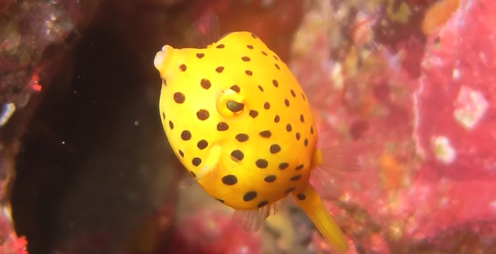 ファンキーダイビングワールドポパイズハウス_19