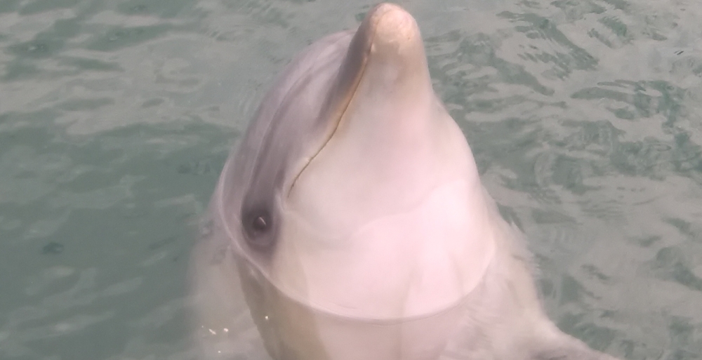 ファンキーダイビングワールドポパイズハウス_25