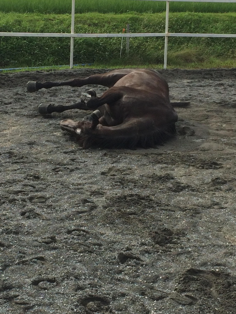 乗馬クラブ　ファナウステーブル_2