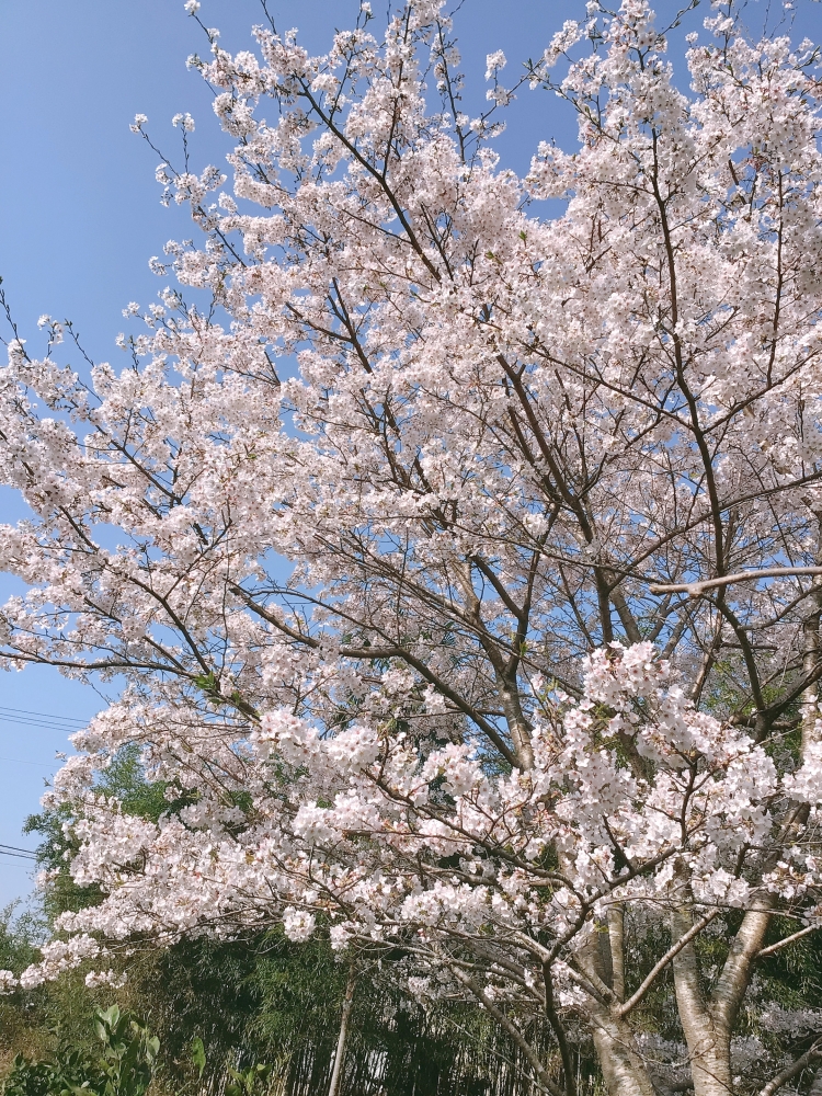 ゆみ先生のピアノ・おんぷ教室