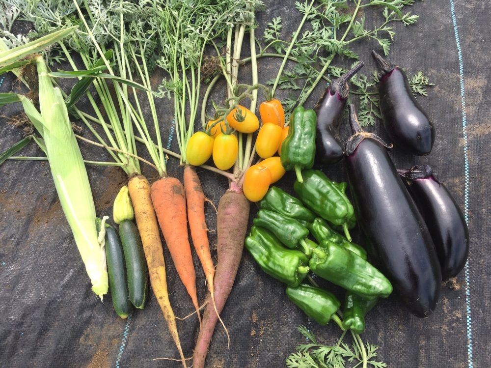 シェア畑　吹田岸辺_3