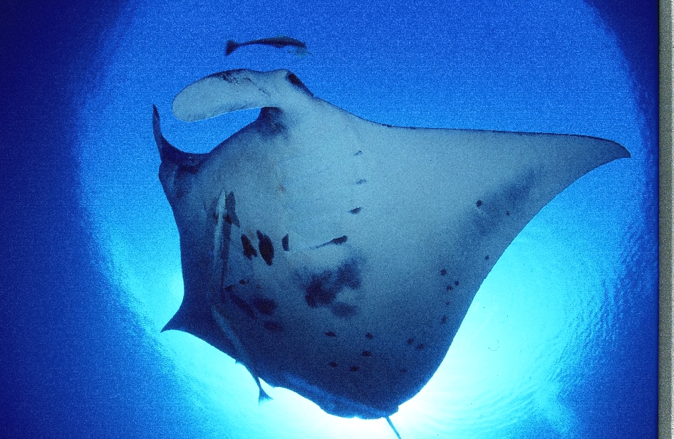 関西マリネット・ダイビングクラブ