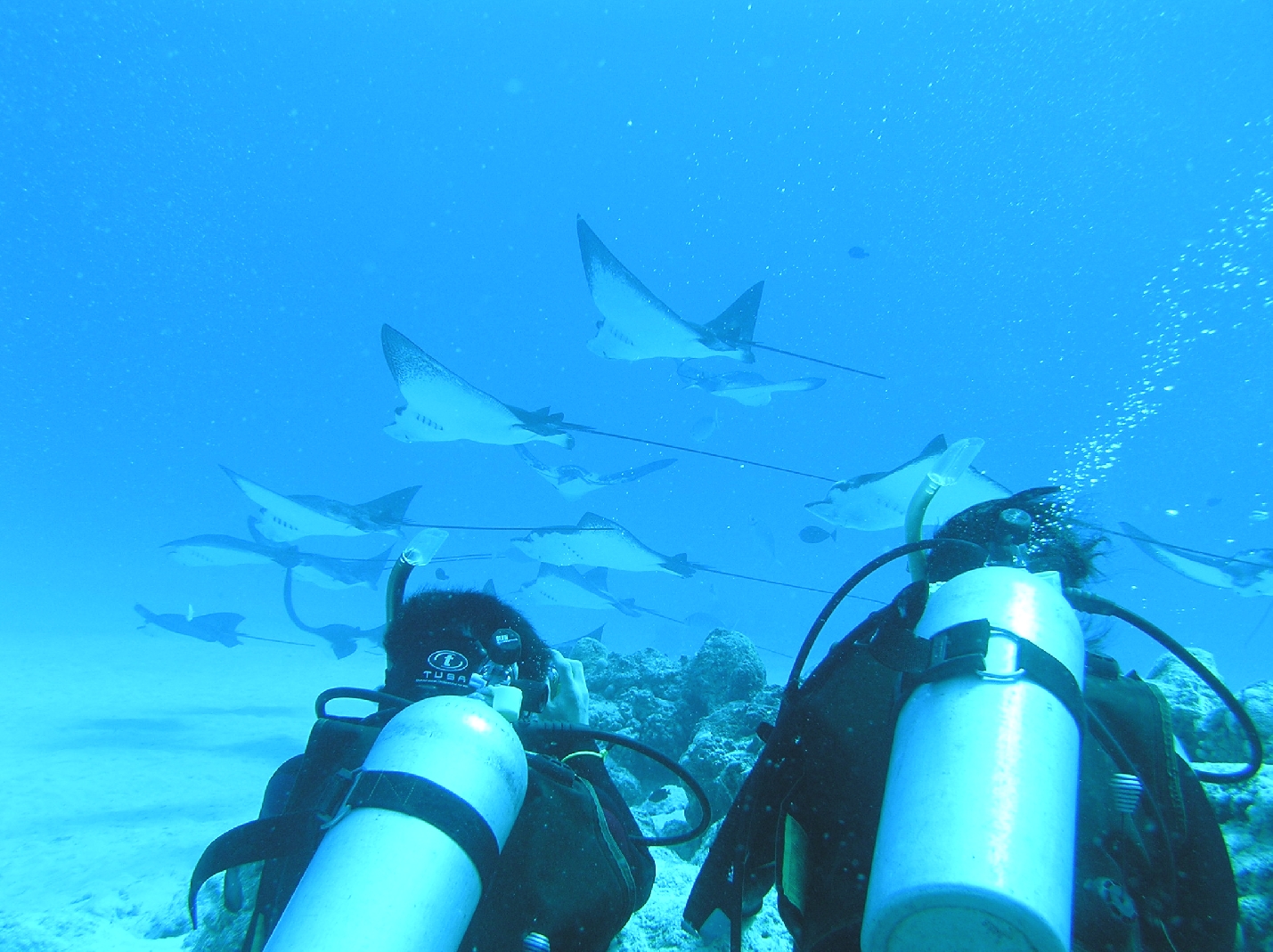 関西マリネット・ダイビングクラブ_2
