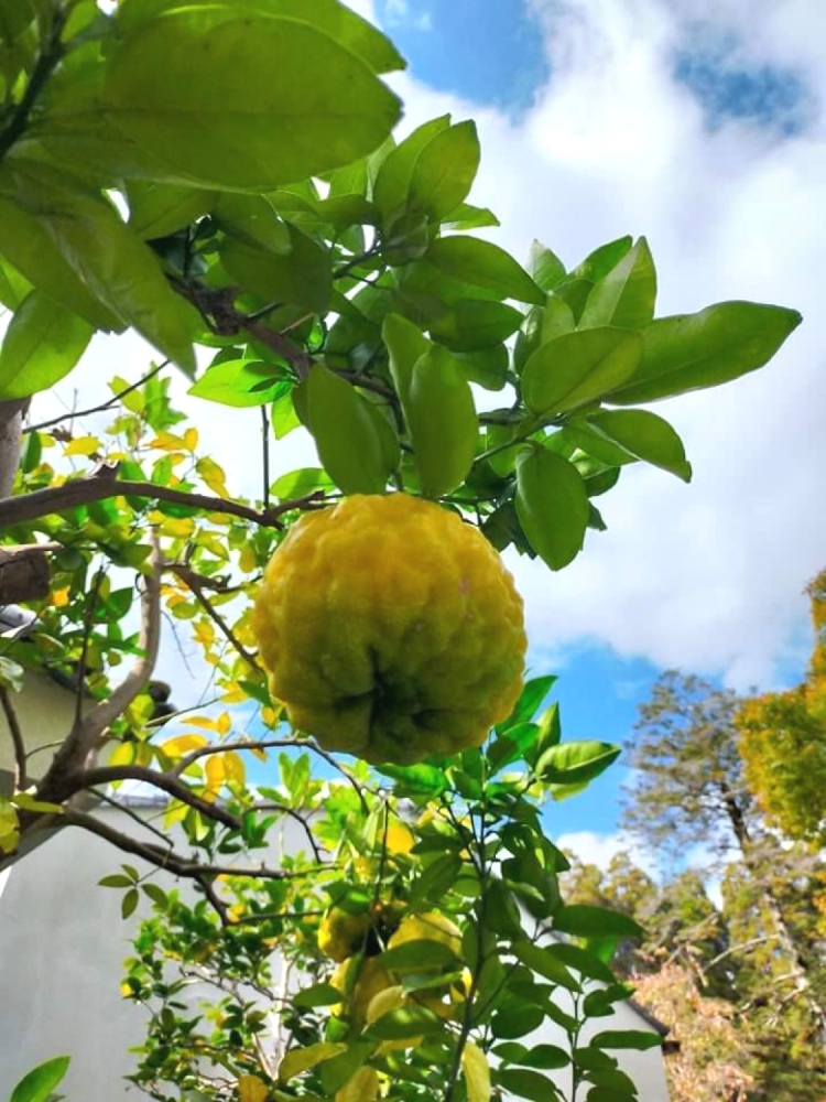 テラヨガ大阪箕面市　寒山寺_4