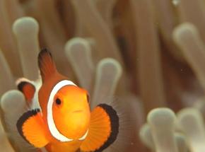 ダイビングスクール ノリス 明石_2