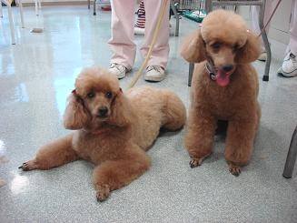 神戸ロイヤルグルーミング学院_1