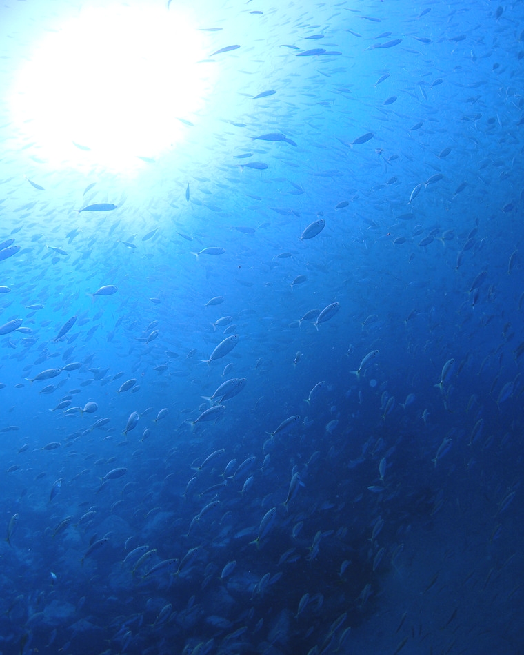 ダイビングスクール アクアリウム･エス_13