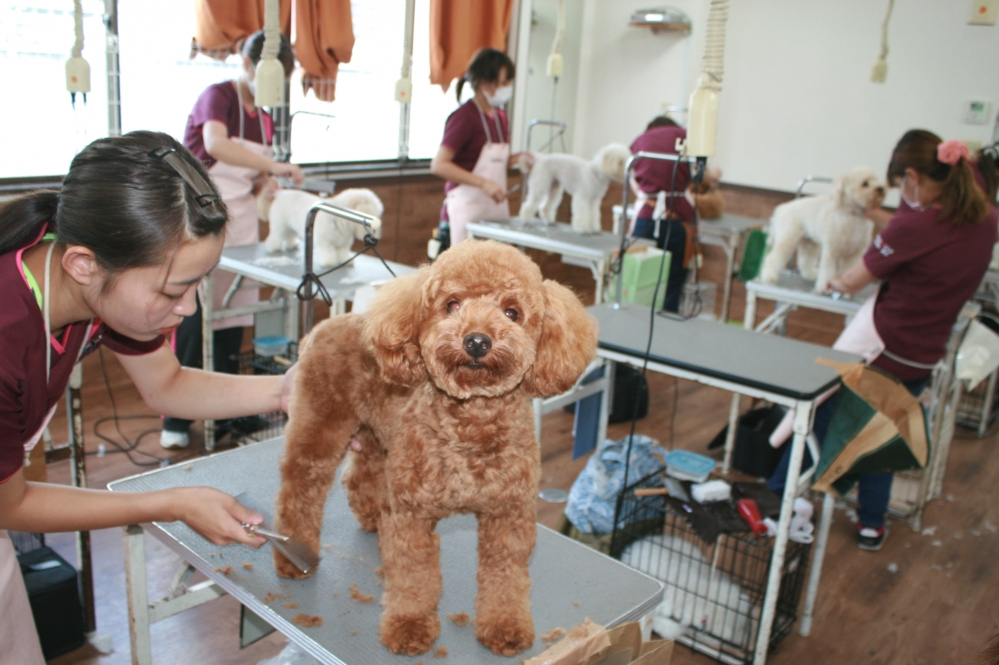 神戸愛犬美容専門学院姫路校_1